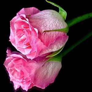 Meet your Posher, Renee